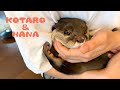 カワウソコタローとハナ 熱い絆を感じる父ちゃんとコタロー　Otter Kotaro Really Loves His Dad!