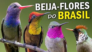 BEIJAFLORES: FATOS e CURIOSIDADES! Quantos existem no Brasil? Bebedouros fazem mal as aves?