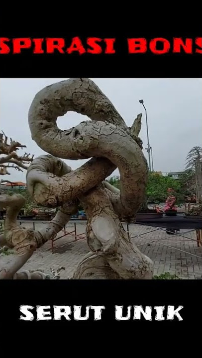 INSPIRASI BONSAI SERUT UNIK || BONSAI VIRAL