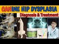 hip dysplasia in dogs treatment || causes & prevention || emergency treatment by. THE PET VISION