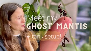 Setting Up A Planted Mantis Tank! | Meet My Ghost Mantis Pets!