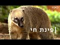 עד 120: מועדון גיל הזהב של החוטמנים