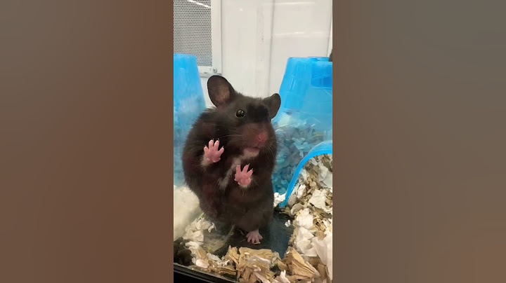VIRAL HAMSTER