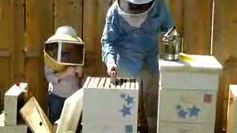 Beekeeper in Training