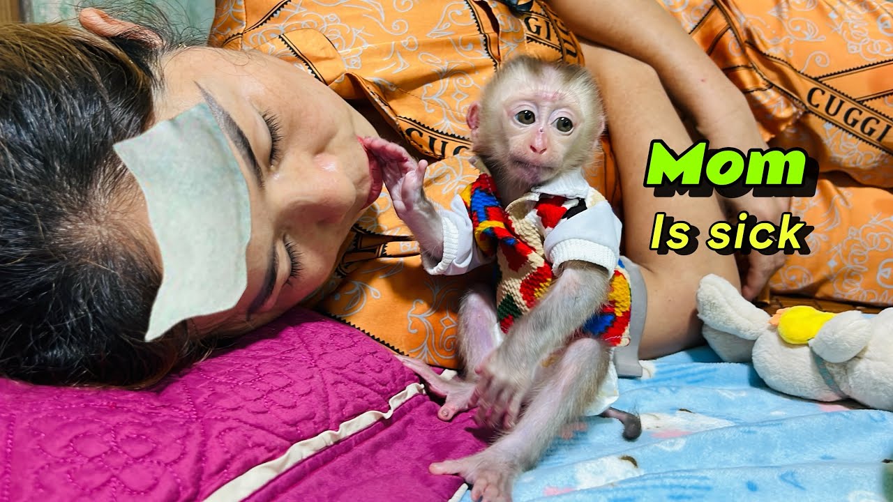 Baby monkey Tina obediently sits and takes care of her sick mother