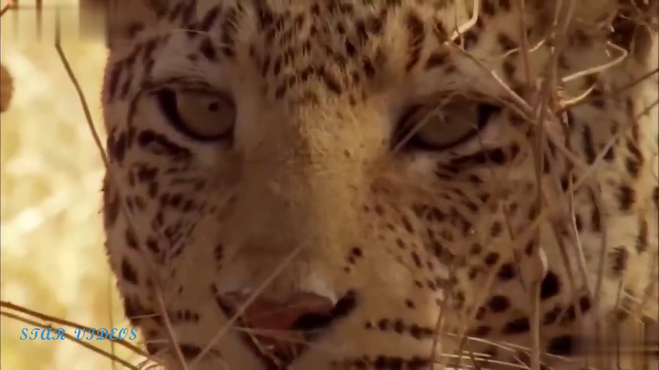 Cheetah vs Monkey  | Cheetah vs Monkey Baby | Cheetah Attack | Monkeys Videos | Wild Animal Videos |