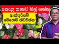 ගෙදර ඉදන් සල්ලි හොයන්න හොදම විදිය | Anthurium Wagawa | Ceylon Agri |Episode 150