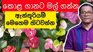 ගෙදර ඉදන් සල්ලි හොයන්න හොදම විදිය | Anthurium Wagawa | Ceylon Agri |Episode 150
