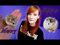 Roborovski Hamster Duo | Pippin and Merry's Intake Story | Munchie's Place