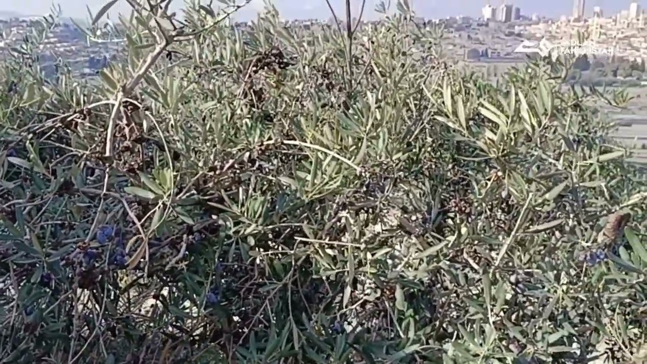 Bukit Zaitun dan kuburan Yahudi di dekat Masjid Al-Aqsha