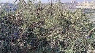 Bukit Zaitun dan kuburan Yahudi di dekat Masjid Al-Aqsha