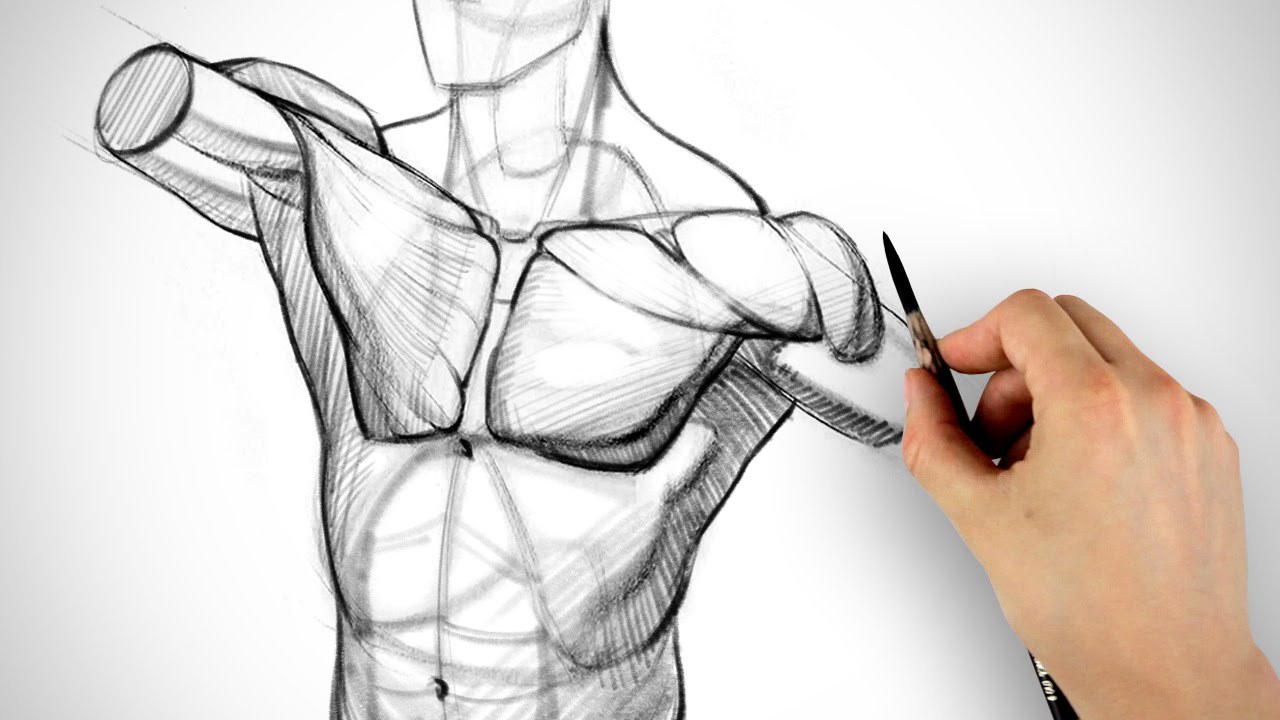 Beginners Guide Importance of Proper Body Proportions and How to Get Them  Right  by Scriba Stylus  Medium