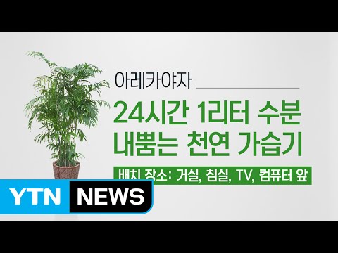 집 안 공기 정화해주고 건강 지켜주는 실내 식물 / YTN