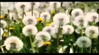 Aynur Dοğan - Xewn (Rüya)