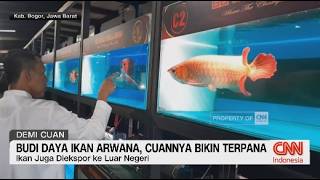 Budi Daya Ikan Arwana, Cuannya Bikin Terpana
