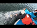 Gray Whale Adventures - Baja (they come right to you) #graywhale
