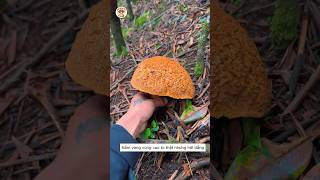 Phát hiện cặp Nấm Ruby Bolete giá hơn 300KKG dưới gốc cây! 🍄💰 #mushroom  #wildmushrooms #foraging