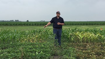 Herbicide site of action demo: Part 6, glyphosate and glufosinate