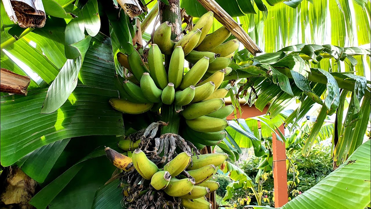 Bananas in Mid Winter? Yep Even In Chilly MELBOURNE! - YouTube