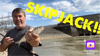 Skipjack Update 3-27-25