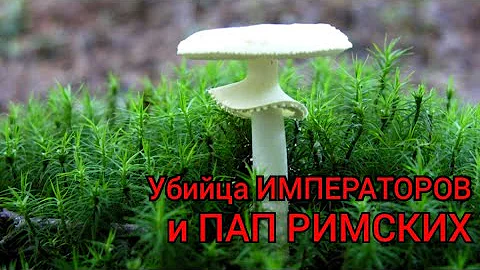 Как убивает бледная поганка. Смертельно ядовитые грибы. Симптомы отравления бледной поганкой.