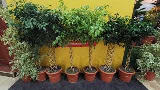 اسرع وأفضل نبات دخلي وخارجي | Ficus benjamina