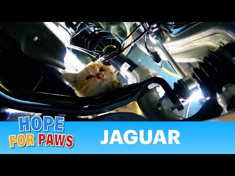 Video: Pet Scoop: Najmenší bionický pes na svete, mačiatko uložené z Mercedesu