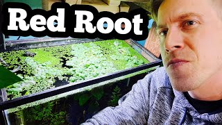 Red Root Floater Care - Not Super Easy