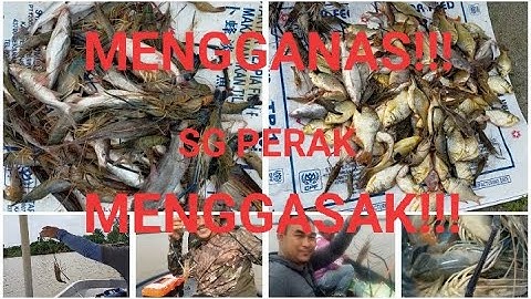 MENGGEMPARKAN!!! SYURGA LUBUK UDANG/IKAN DI SG PERAK TELUK INTAN