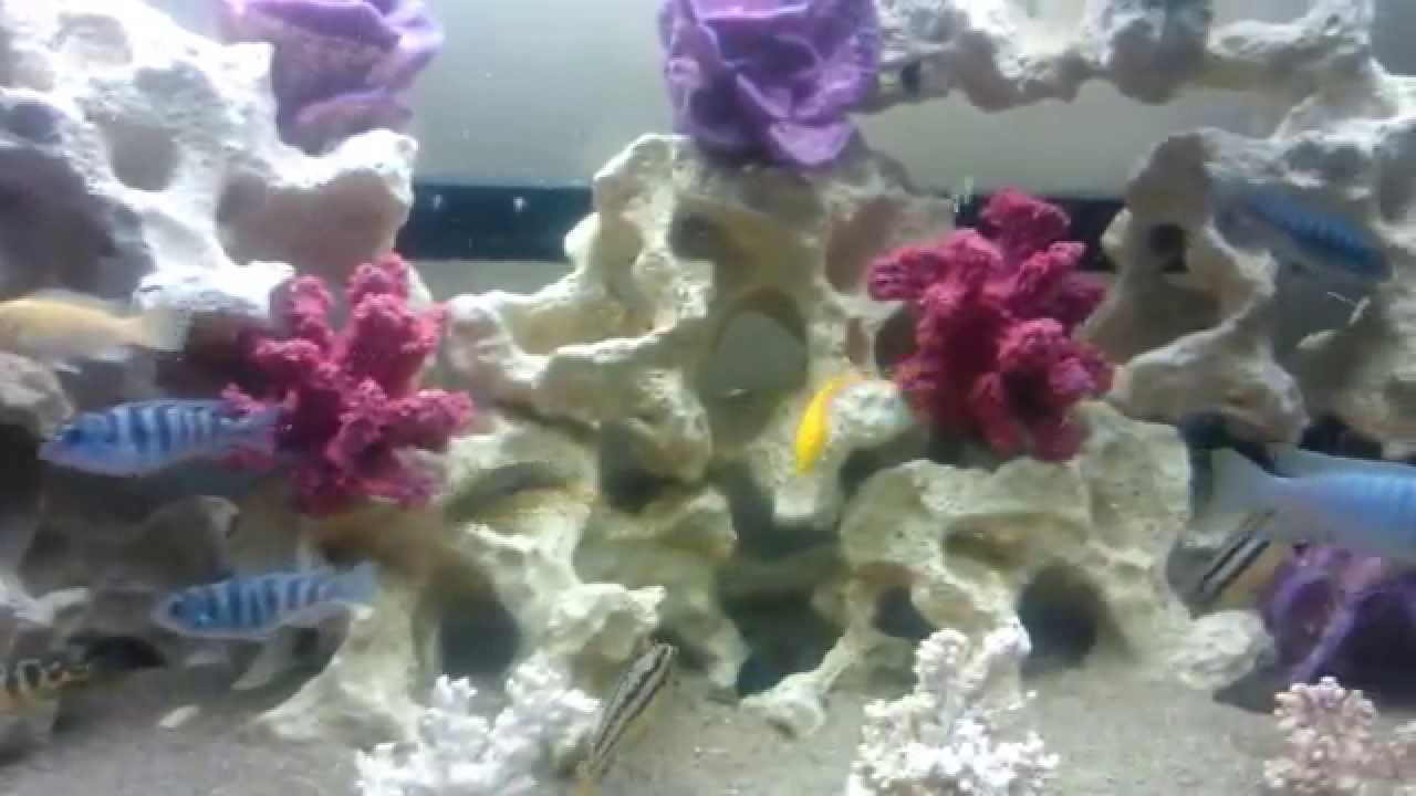 camera iphone 8 plus apk my first cichlid tank