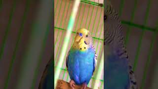 My beautiful parrots treanding music plants parrotlover animals birds treanding music song