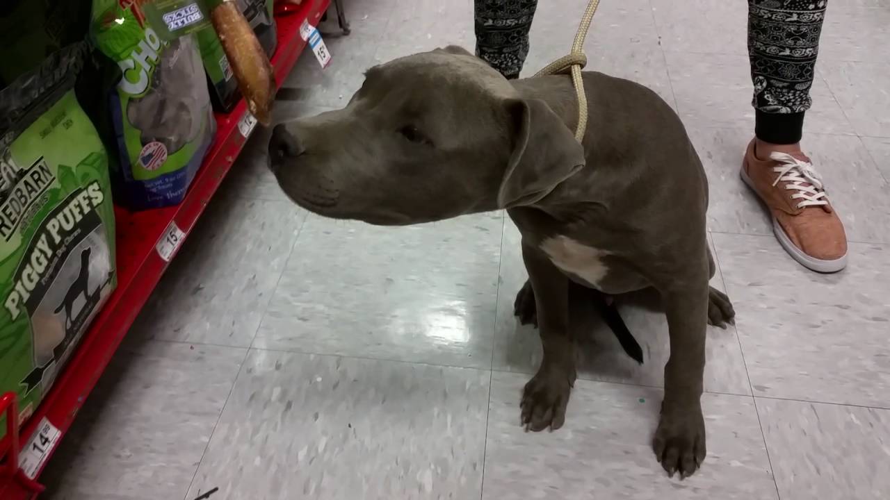 My Pitbull Puppy 19 weeks A trip to Petco Fun/Treats/Walking YouTube