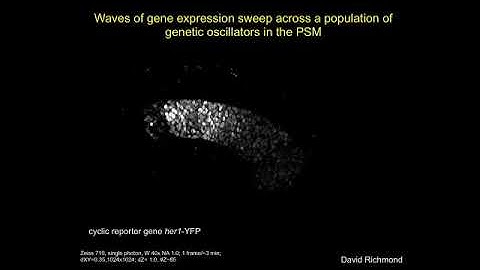 The Segmentation Clock: Local Coupling