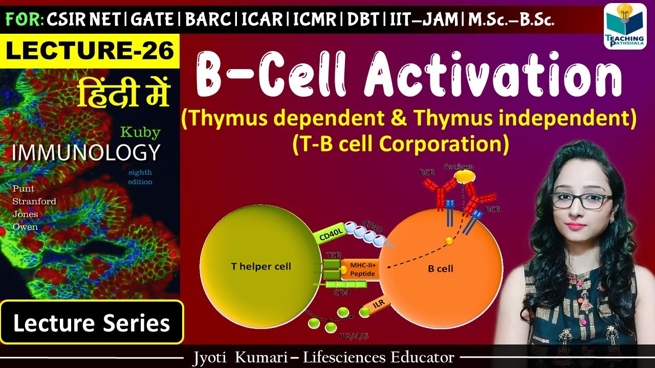 Immunology: B Cell Activation | Ti & Td antigen | Lecture 26