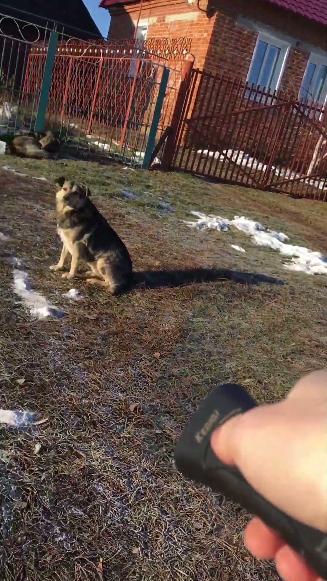 вытерся собакой