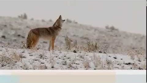 How to make make snares with break away