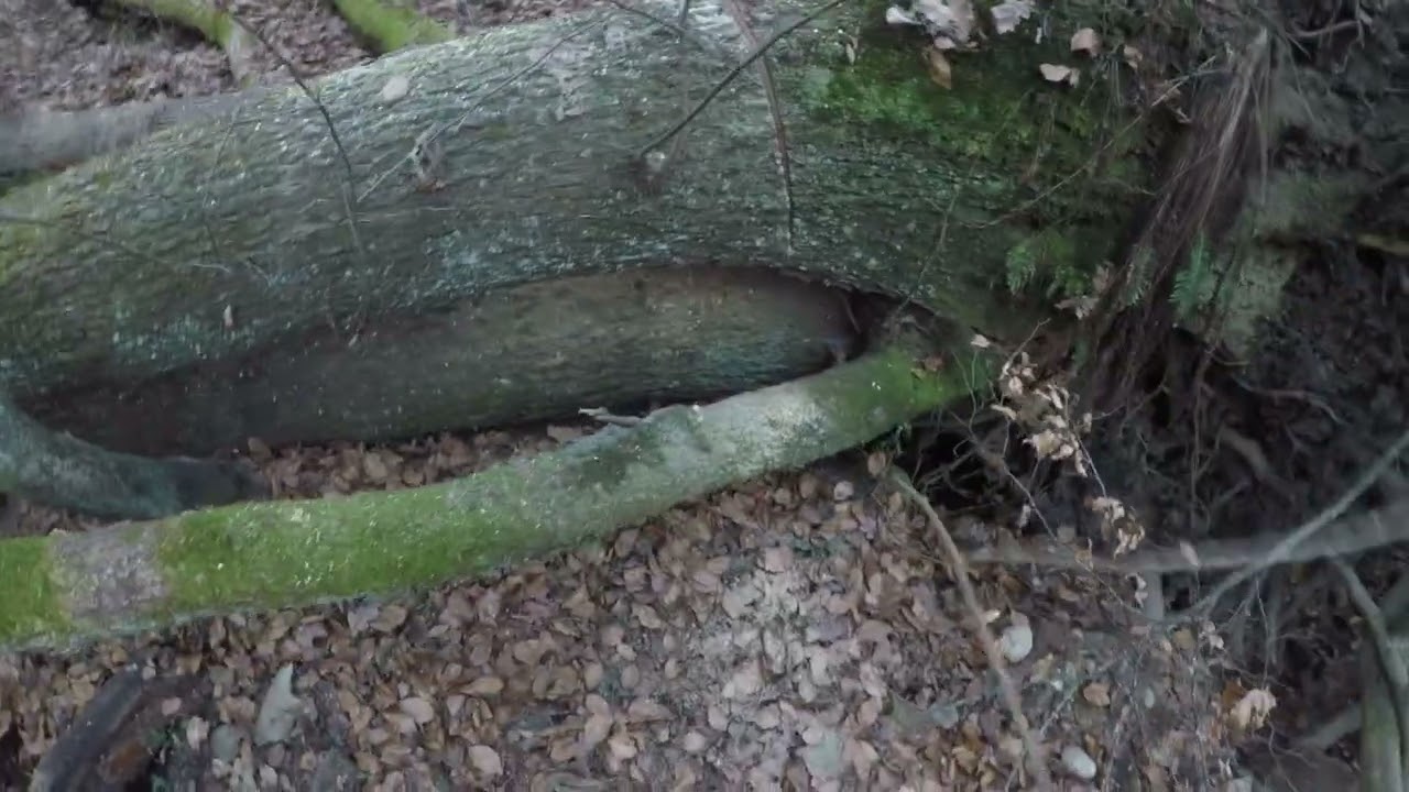 Esbosco con  verricello forestale Tajfun