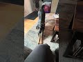 Heeler talk feat. The attitude! #heeler #dog #dogs #dogshorts ##dramadog