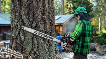 Removing This LARGE 50" Tree! Chipping Wood and Stump Removal! - Part 2