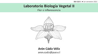 Clase LAB  6 Flor e inflorescencia