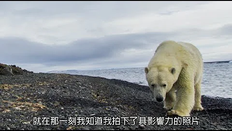 探險直擊：俄羅斯北極熊可以再靠近一點！ - 天天要聞