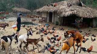 Breeding season of goats and wild chickens! Build a farm in the deep forest