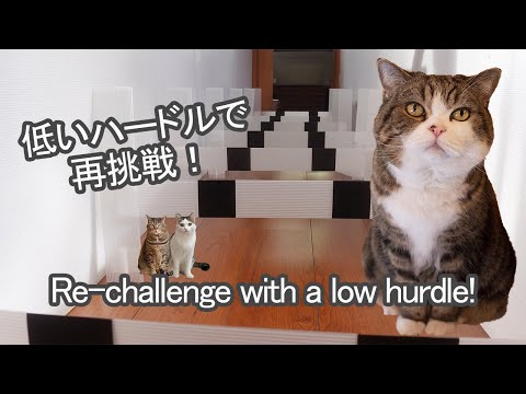 低いハードルとねこ。-Lower hurdles and Cats.-