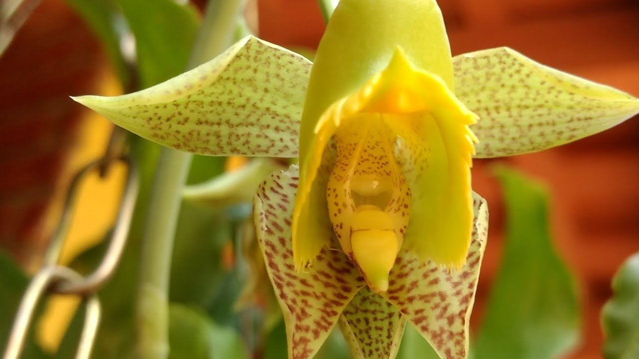 Catasetum Fimbriatum com flores hermafroditas - Orquídea - thptnganamst.edu.vn