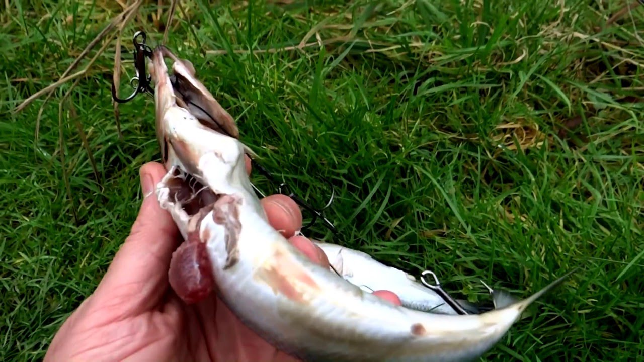 Fishing test pike attacks. Can fish see hooks p.1? Hechtangeln