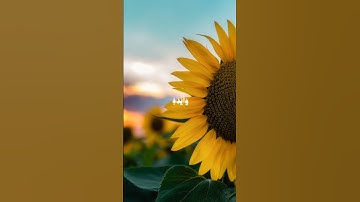 تلاوة خاشعه تريح القلب #قرآن #تلاوات #quran #اكسبلور #لايك #تيك_توك #دويتو #ترند #like #islamic #fyp