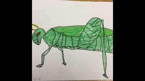 Grasshoppers- 2nd Grade - M