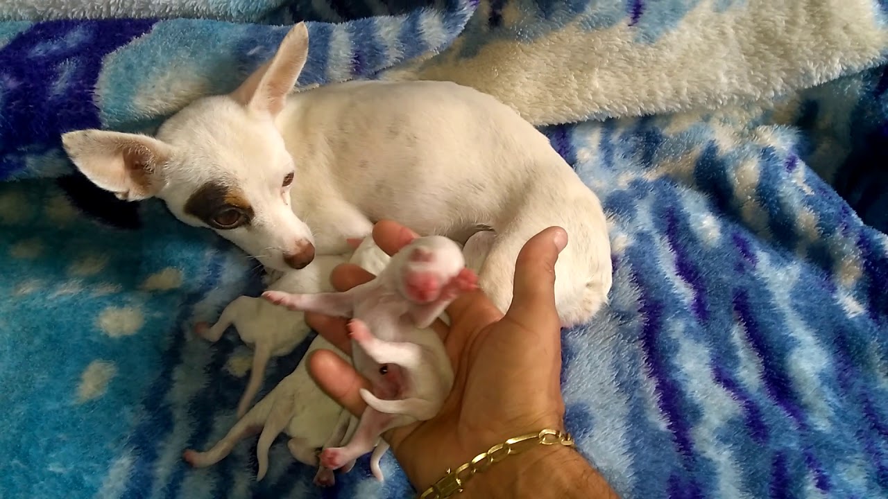 Pinscher branco é raro Outlet