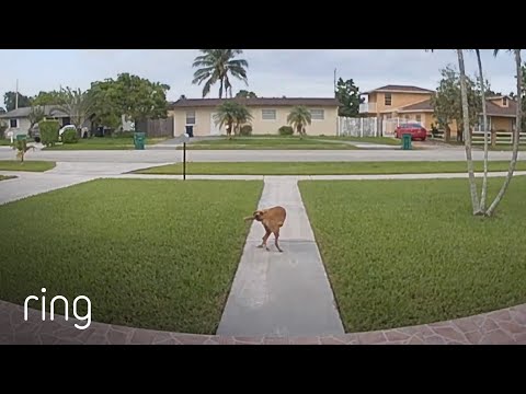 Just an Odd Dog Walking While Holding His Tail Seen Via Ring Video Doorbell 3 | RingTV