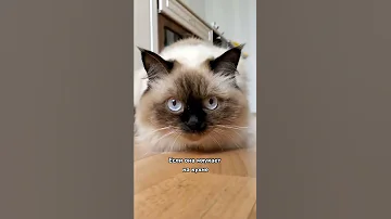 Вот почему кошка мяукает